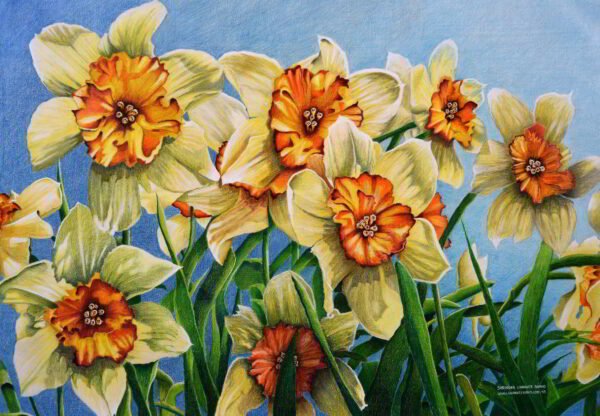 Colored Pencil Artwork Flowers Surinder Shanker Anand Shanky Studio