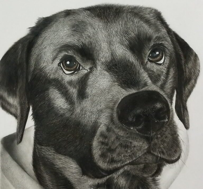 Graphite Charcoal Dog Portrait Free Art Class Shanky Studio